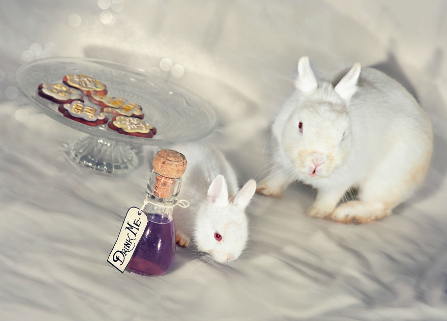 Animals Rescued From Labs Become Magic Models In Alice-In-Wonderland Photoshoot Animals Rescued From Labs Become Magic Models In Alice-In-Wonderland Photoshoot