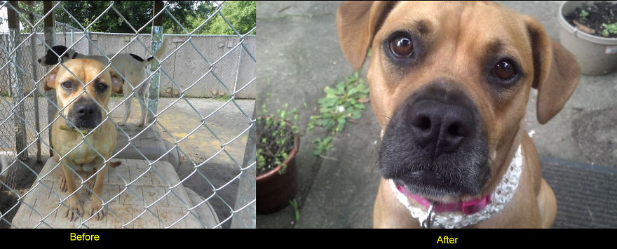 Reagan Went From A Sad Dirty Dog In A Shelter To A Shiny Happy Wonderful Dog In A Forever Home.