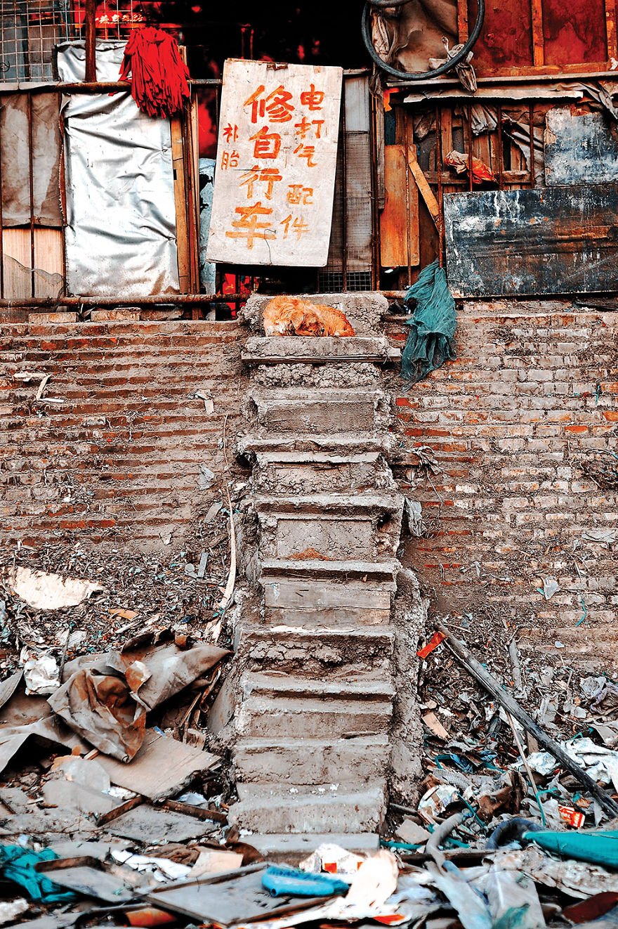 A Street Dog Naps Amoungst The Garbage - Northern China.