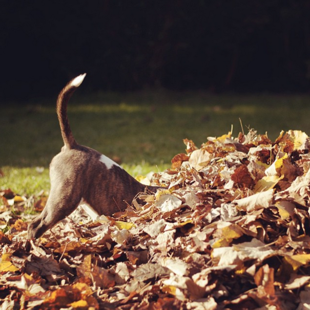 Herman The Mini Bull Terrier
