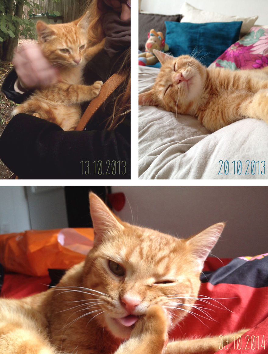 Sun (found In The "château De Versailles" Park)