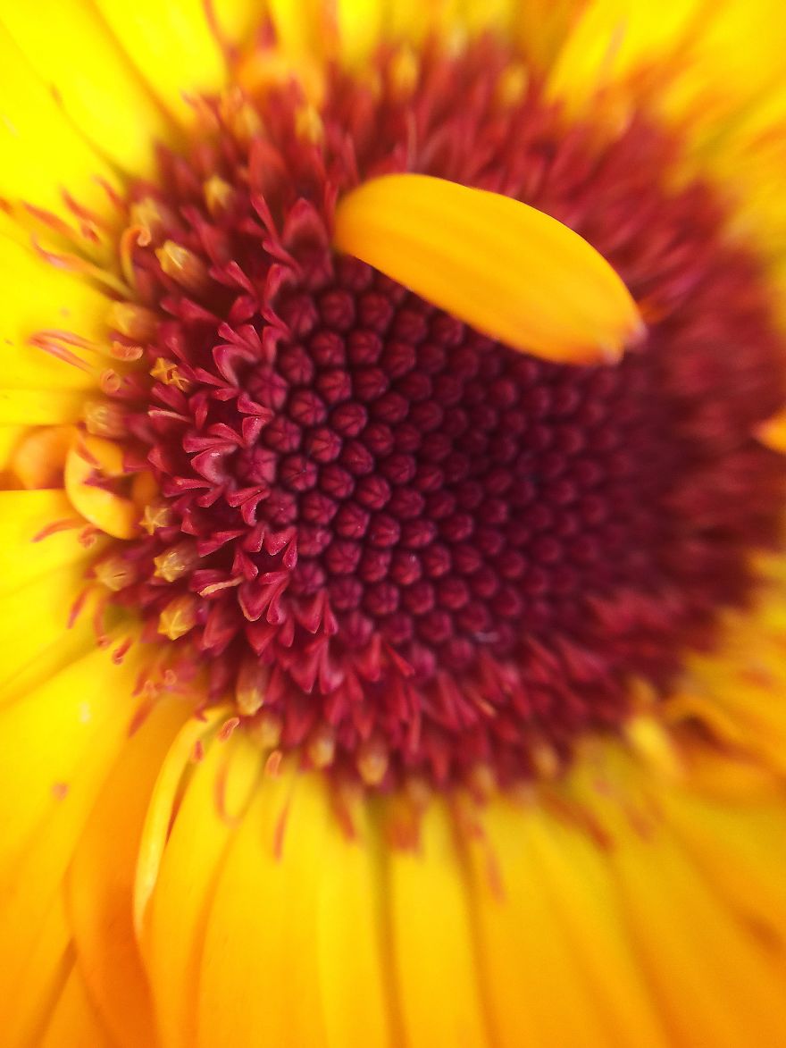 Photomacrography Of Flora Through My iPhone Lens