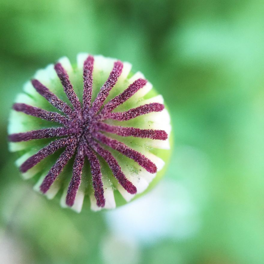 Photomacrography Of Flora Through My iPhone Lens Photomacrography Of Flora Through My iPhone Lens