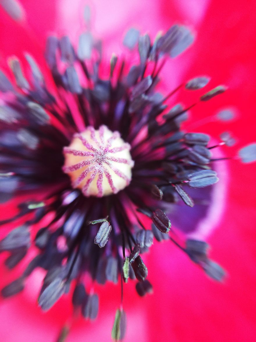 Photomacrography Of Flora Through My iPhone Lens Photomacrography Of Flora Through My iPhone Lens