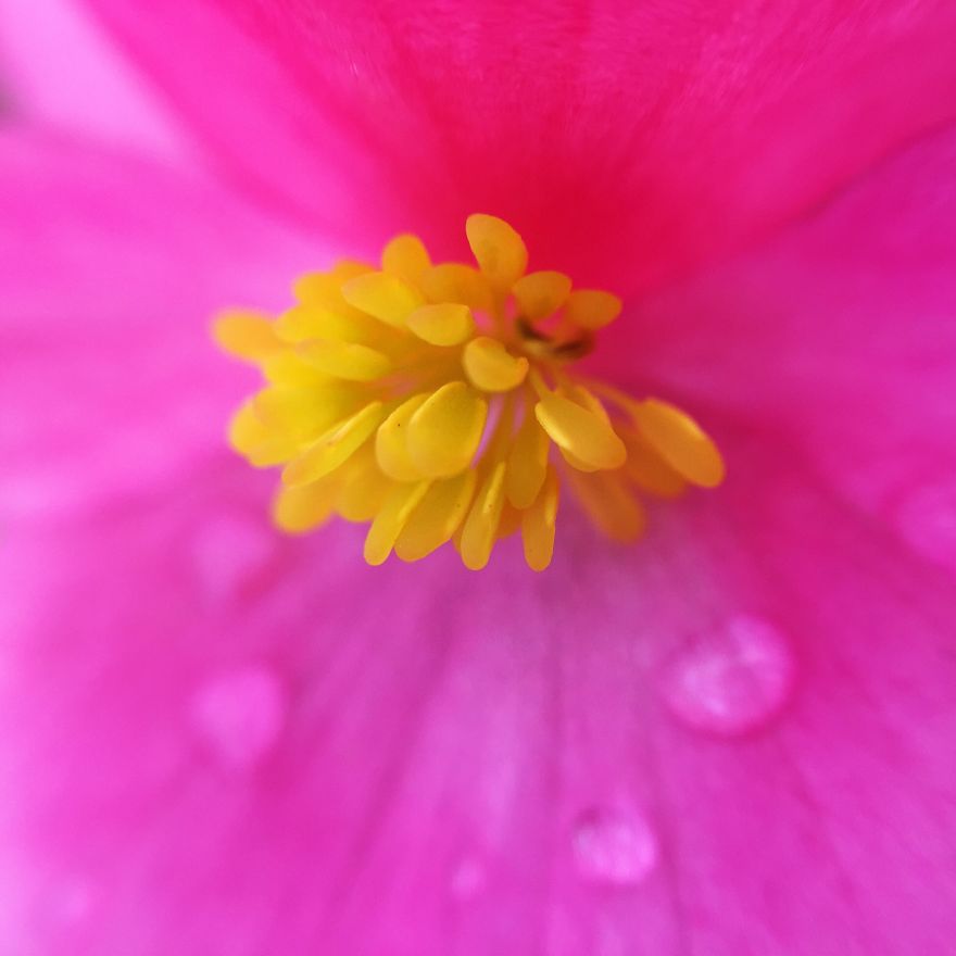 Photomacrography Of Flora Through My iPhone Lens