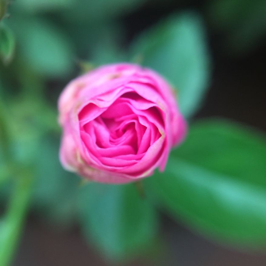 Photomacrography Of Flora Through My iPhone Lens