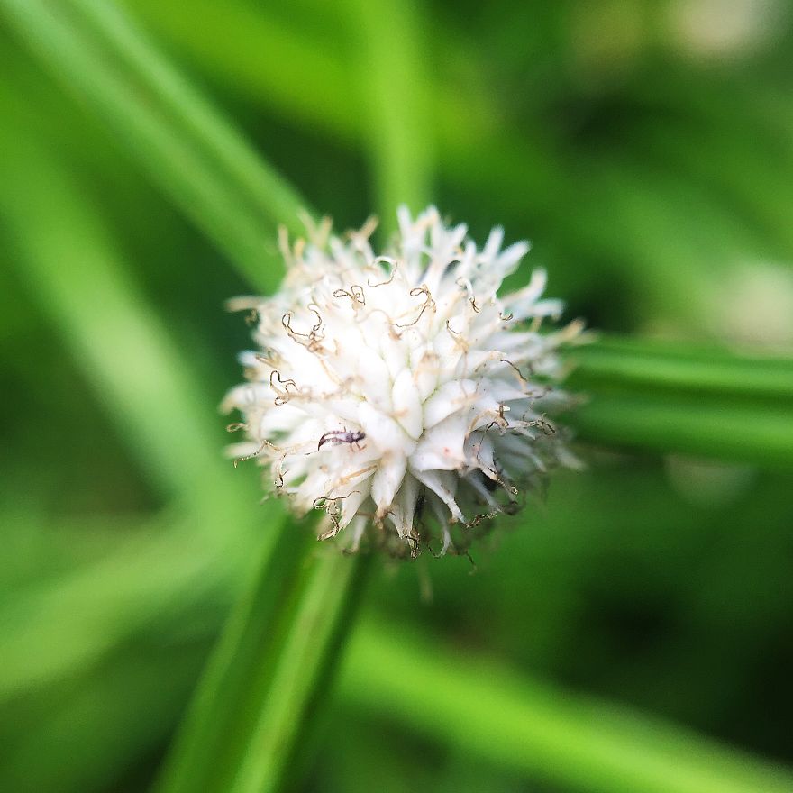 Photomacrography Of Flora Through My iPhone Lens Photomacrography Of Flora Through My iPhone Lens