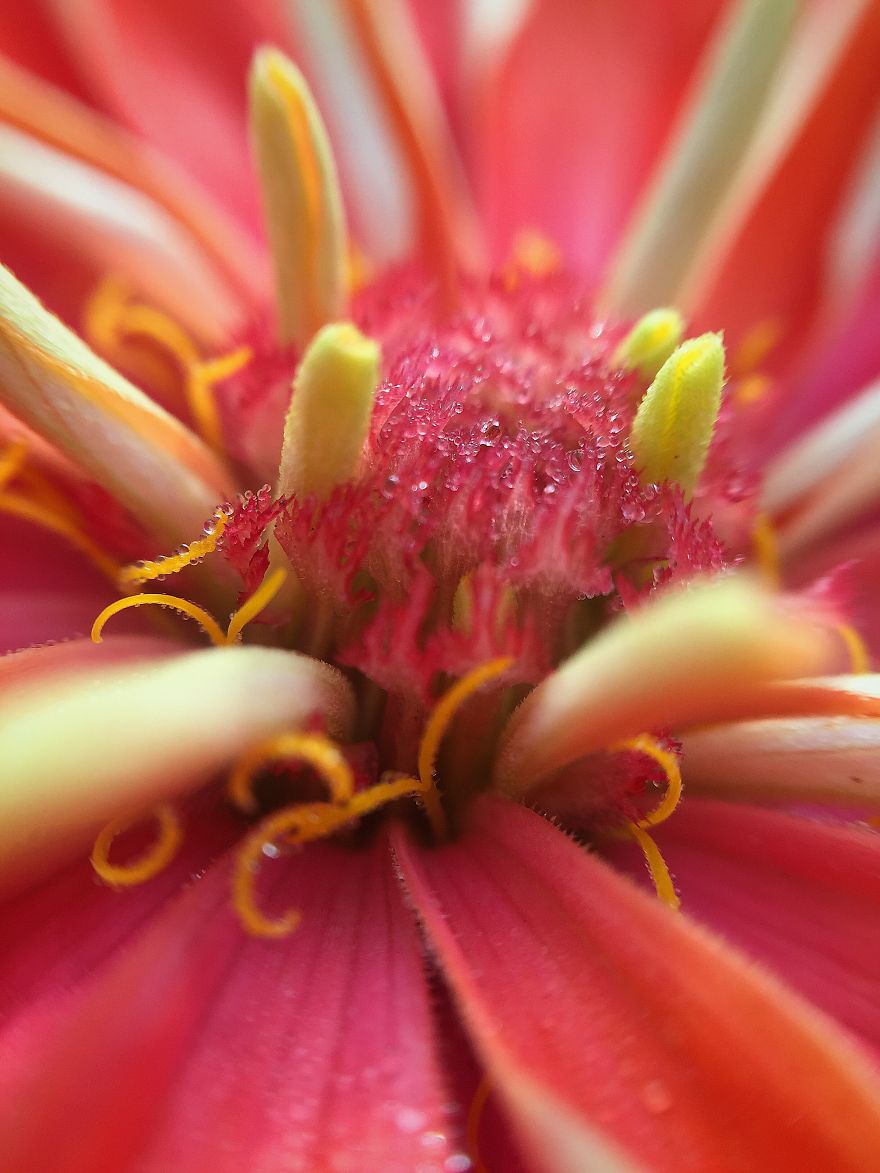 Photomacrography Of Flora Through My iPhone Lens