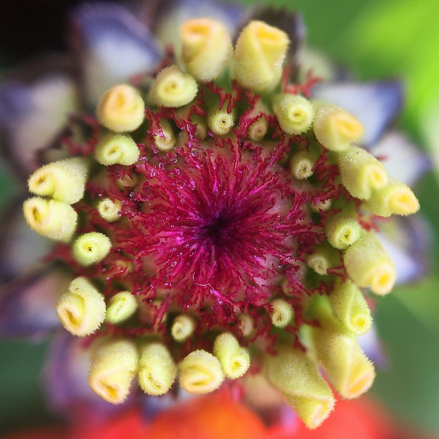 Photomacrography Of Flora Through My iPhone Lens Photomacrography Of Flora Through My iPhone Lens