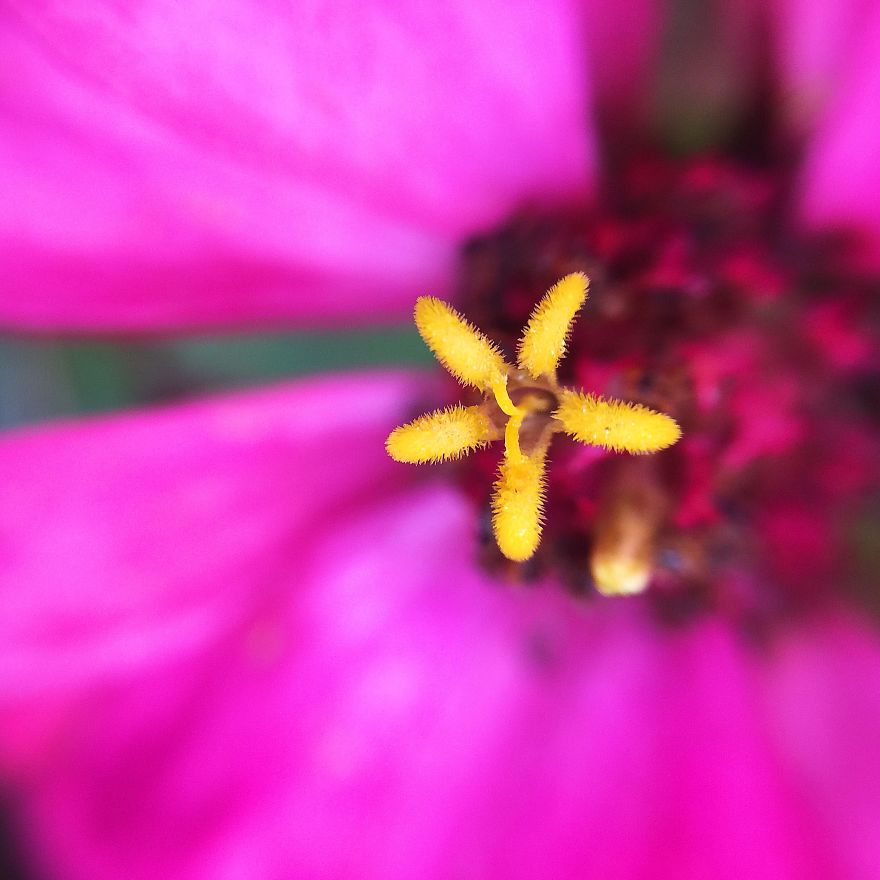 Photomacrography Of Flora Through My iPhone Lens Photomacrography Of Flora Through My iPhone Lens