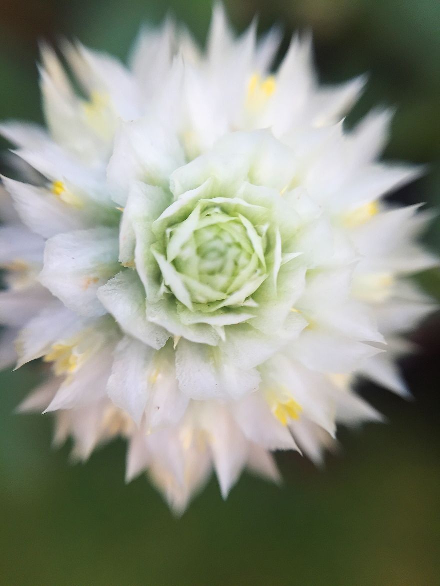 Photomacrography Of Flora Through My iPhone Lens Photomacrography Of Flora Through My iPhone Lens