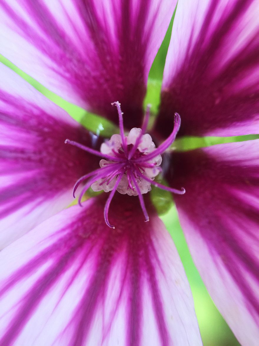 Photomacrography Of Flora Through My iPhone Lens Photomacrography Of Flora Through My iPhone Lens