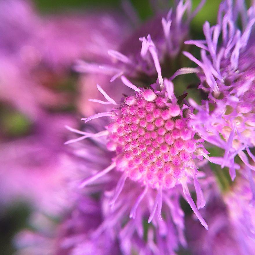 Photomacrography Of Flora Through My iPhone Lens