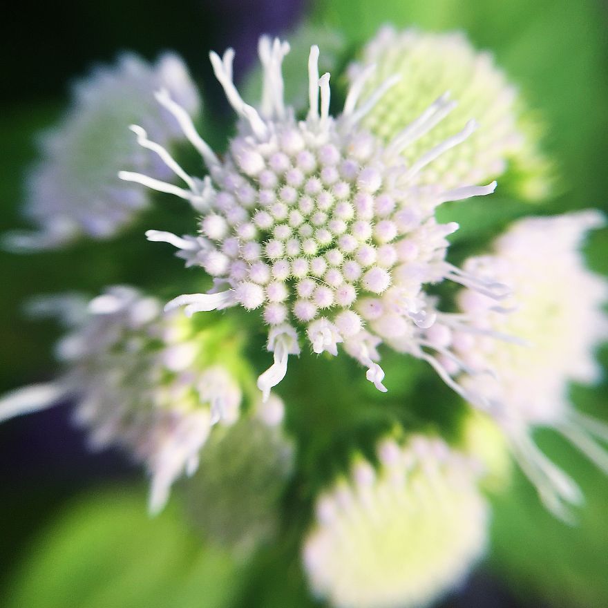 Photomacrography Of Flora Through My iPhone Lens Photomacrography Of Flora Through My iPhone Lens