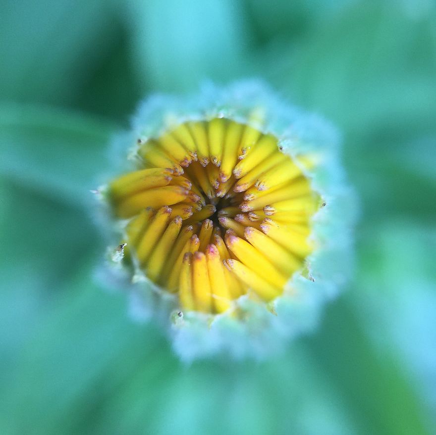 Photomacrography Of Flora Through My iPhone Lens