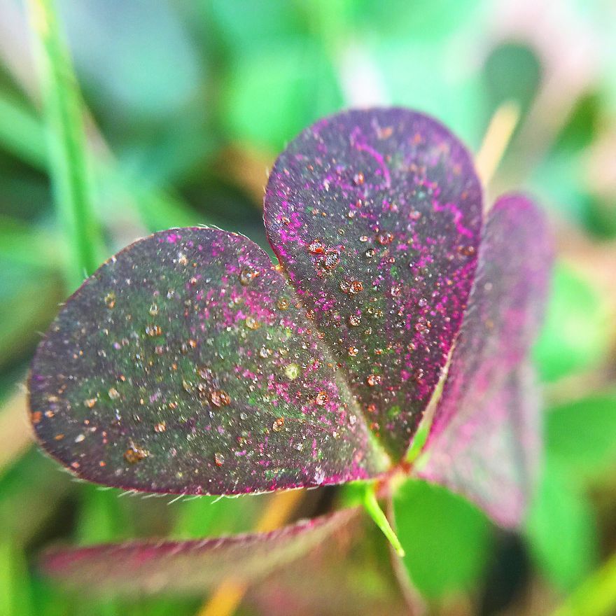 Photomacrography Of Flora Through My iPhone Lens Photomacrography Of Flora Through My iPhone Lens