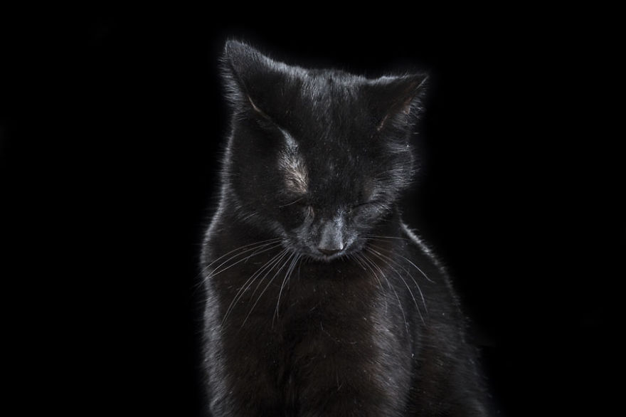 I Take Personal Portraits Of Dogs, Cats And Horses