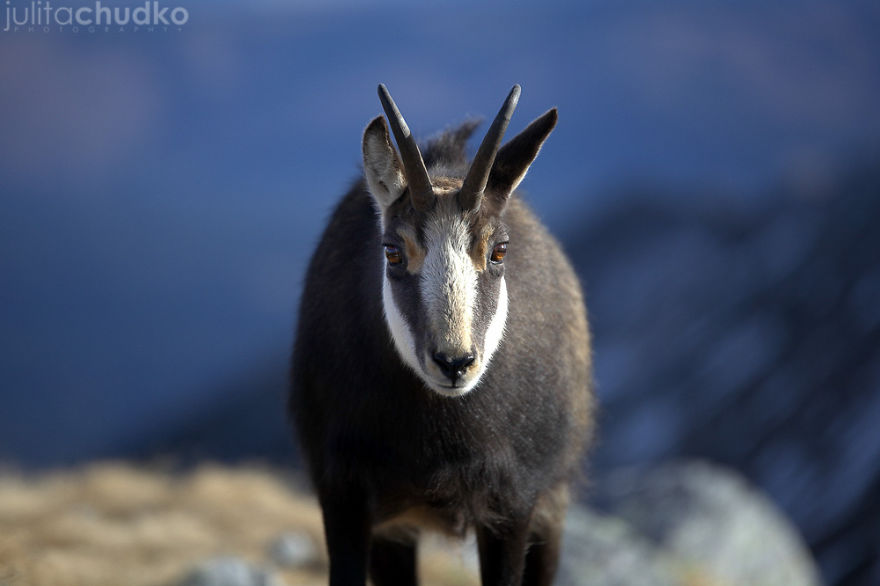 I'm A Climbing Photographer Who Loves Taking Pictures In The Polish Tatra Mountains I'm A Climbing Photographer Who Loves Taking Pictures In The Polish Tatra Mountains
