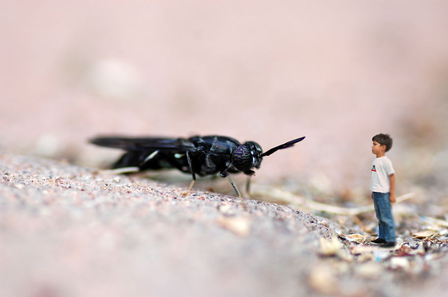 The Macro World In My Backyard