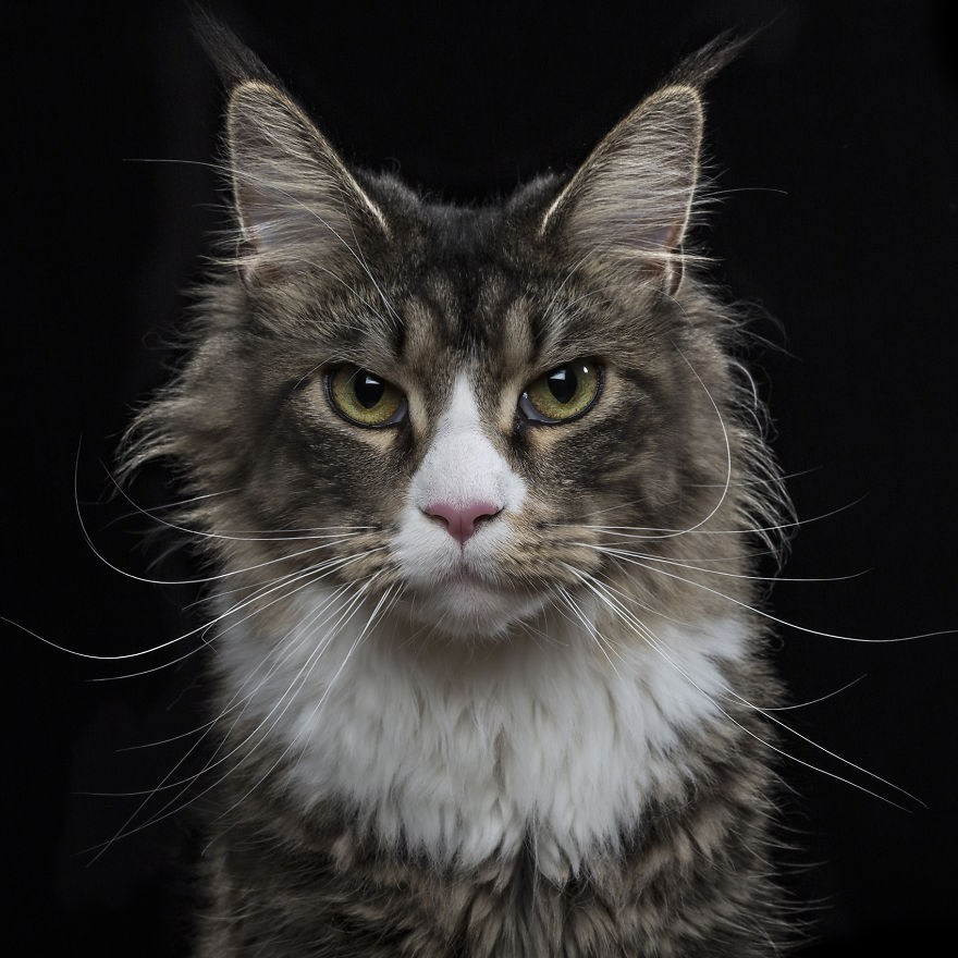 I Take Personal Portraits Of Dogs, Cats And Horses I Take Personal Portraits Of Dogs, Cats And Horses