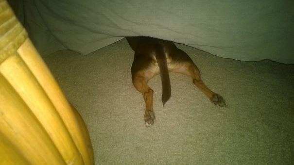 Bosco Under The Sofa