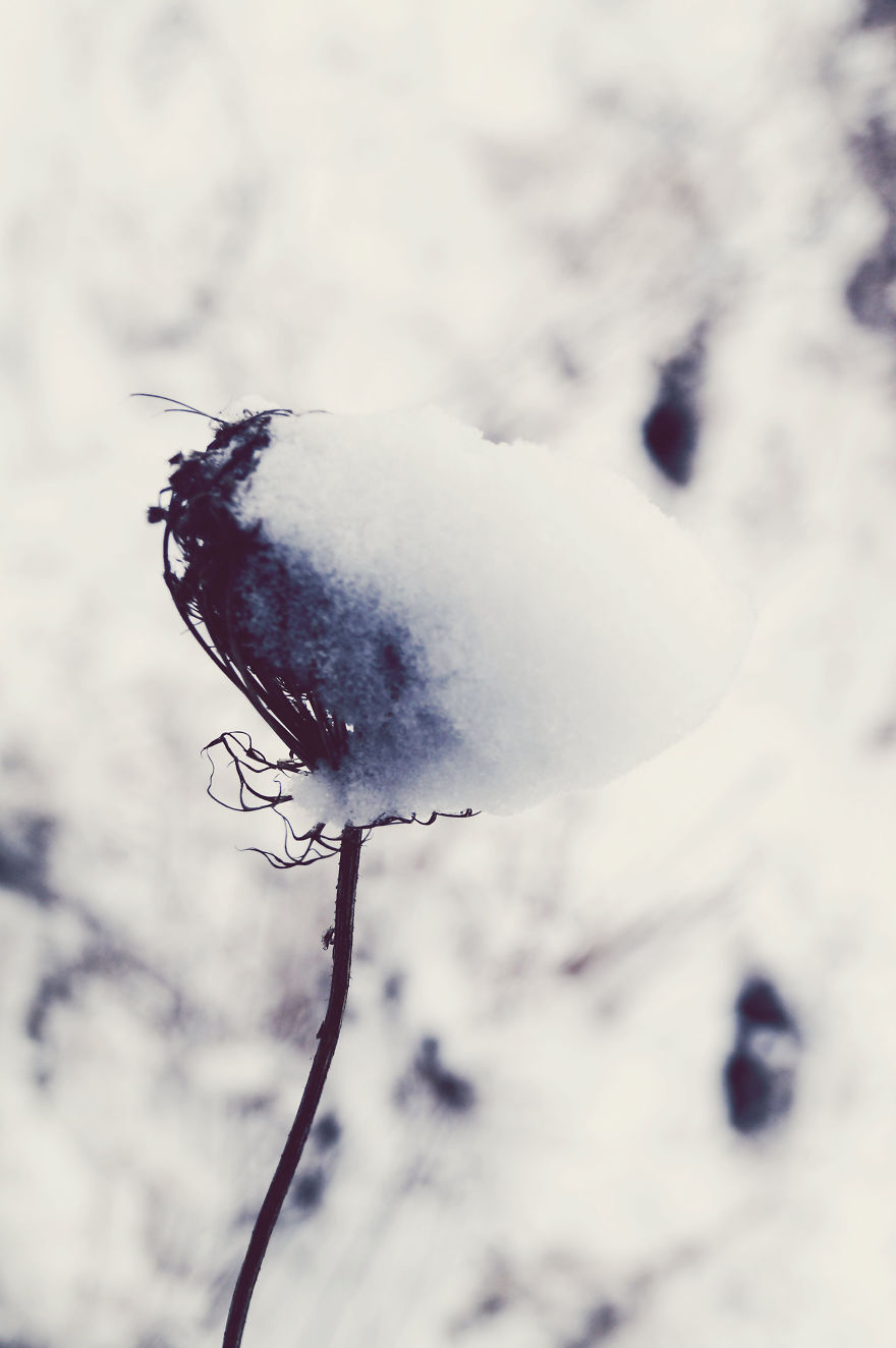 The Magic Of Winter That I Captured In The Forest