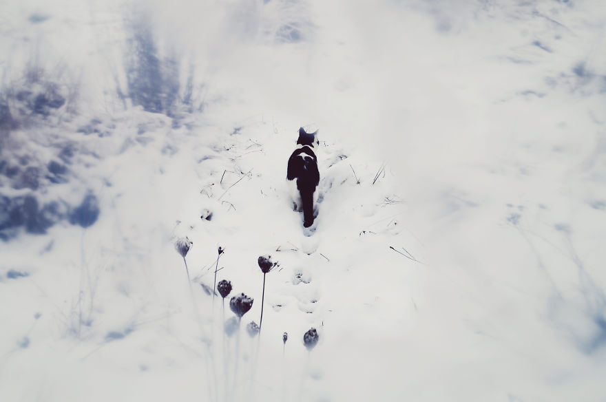 The Magic Of Winter That I Captured In The Forest