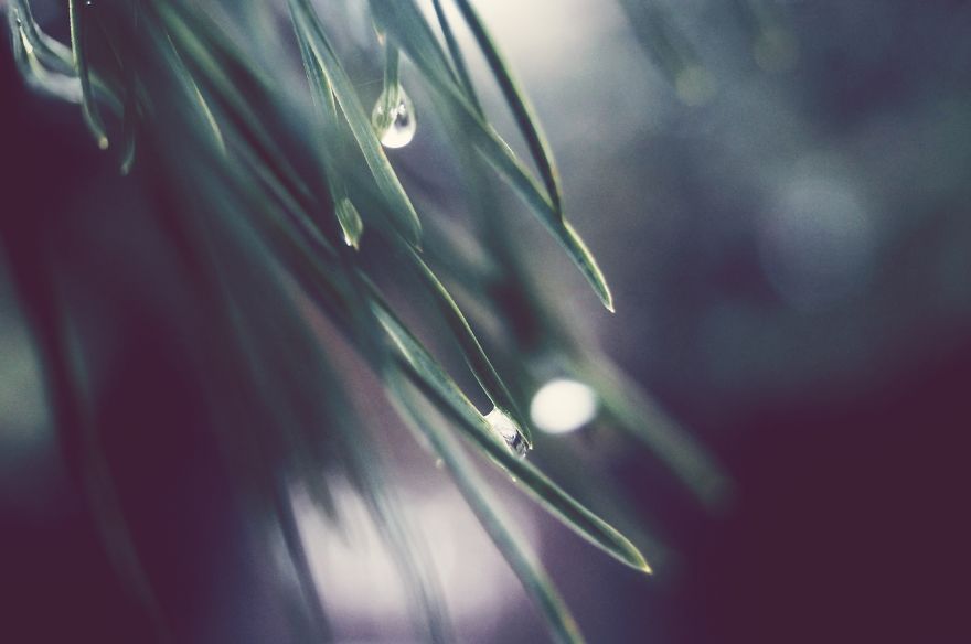 The Magic Of Winter That I Captured In The Forest The Magic Of Winter That I Captured In The Forest