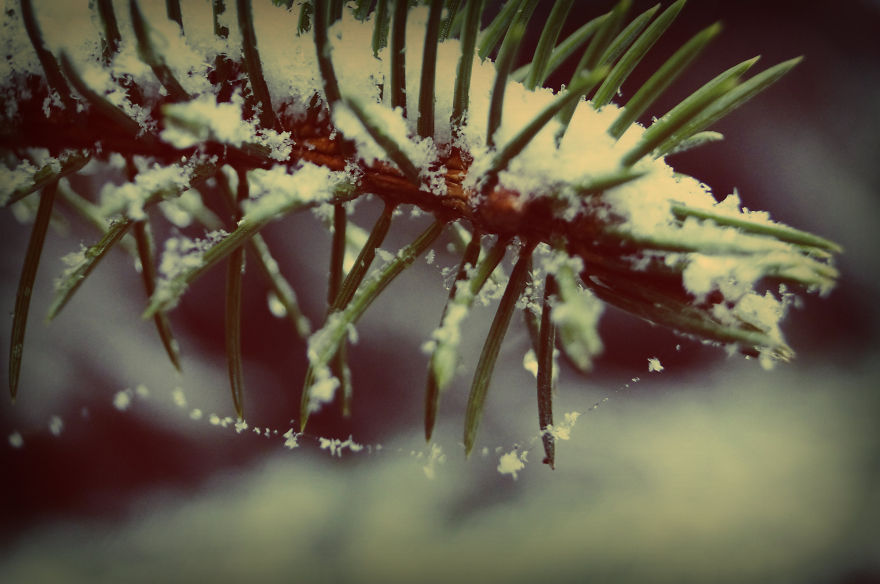 The Magic Of Winter That I Captured In The Forest