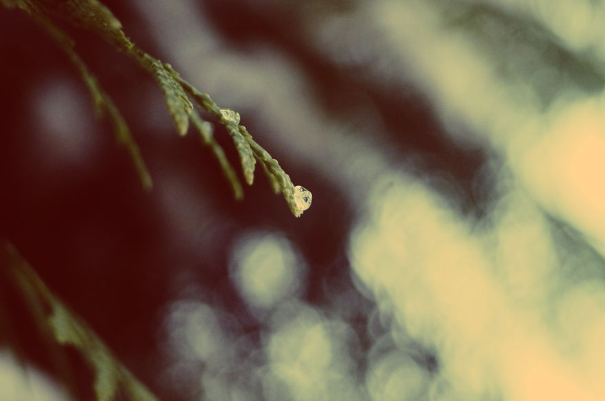 The Magic Of Winter That I Captured In The Forest