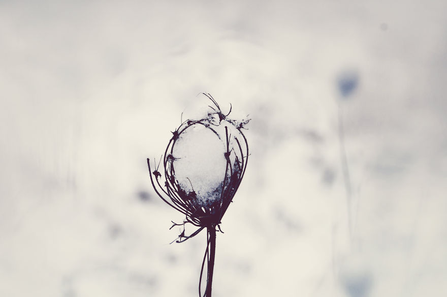 The Magic Of Winter That I Captured In The Forest