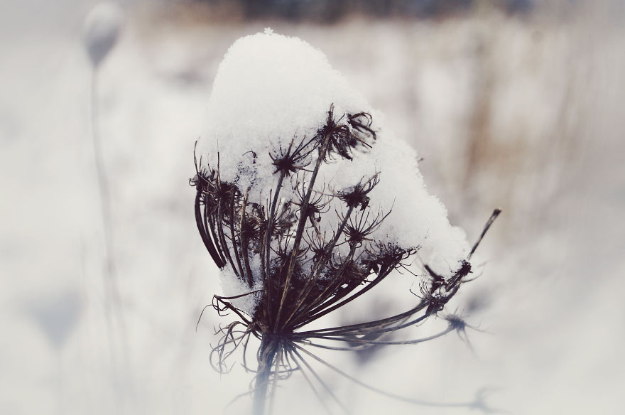 The Magic Of Winter That I Captured In The Forest