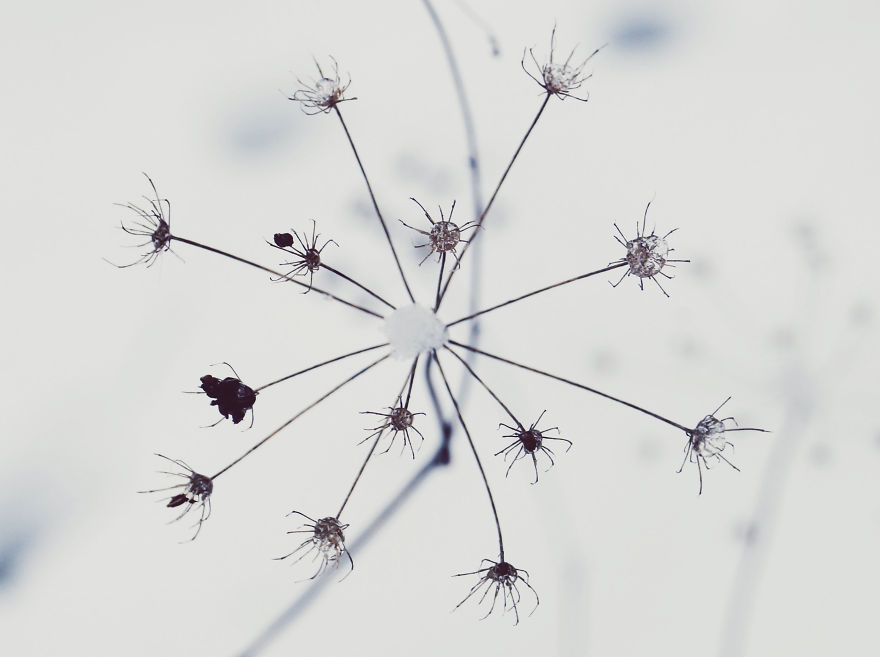 The Magic Of Winter That I Captured In The Forest