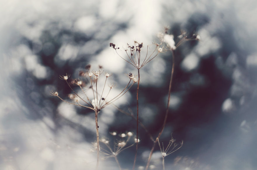 The Magic Of Winter That I Captured In The Forest The Magic Of Winter That I Captured In The Forest