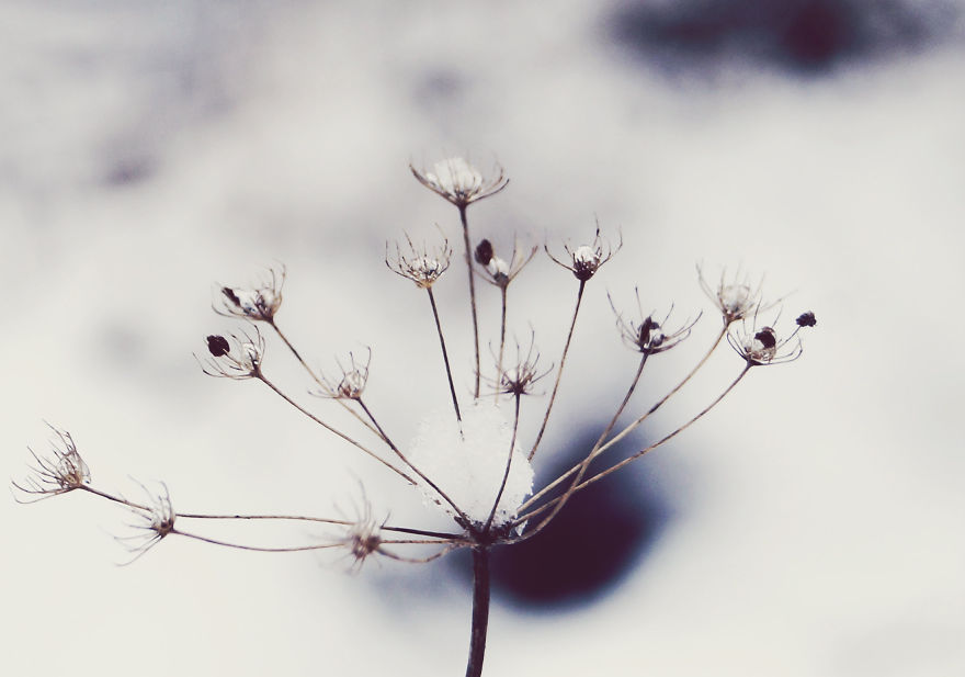 The Magic Of Winter That I Captured In The Forest