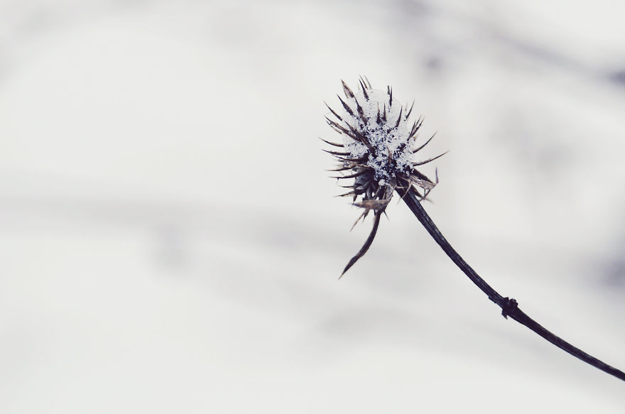 The Magic Of Winter That I Captured In The Forest