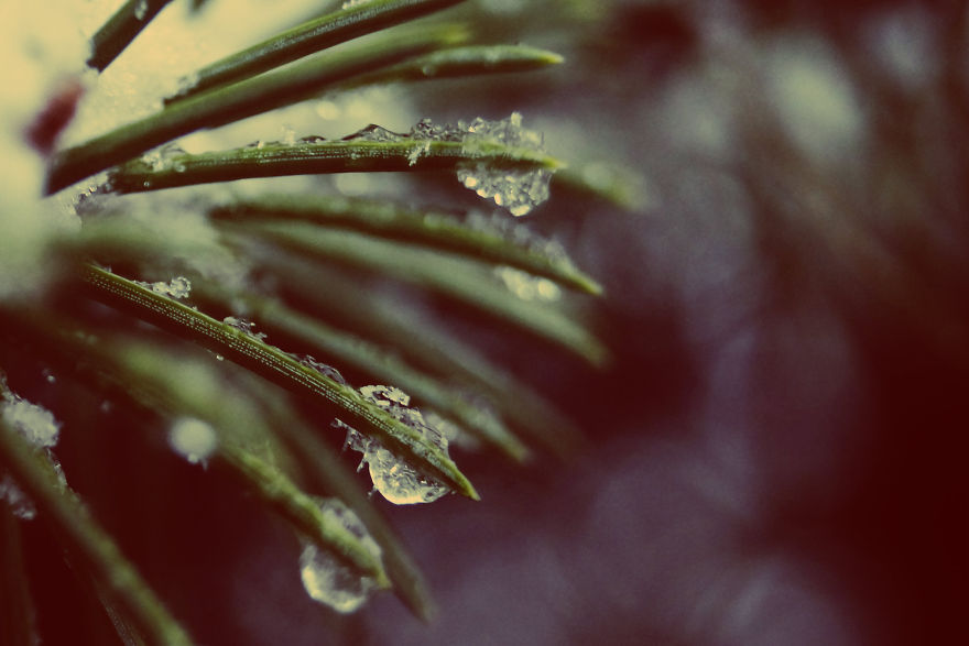 The Magic Of Winter That I Captured In The Forest