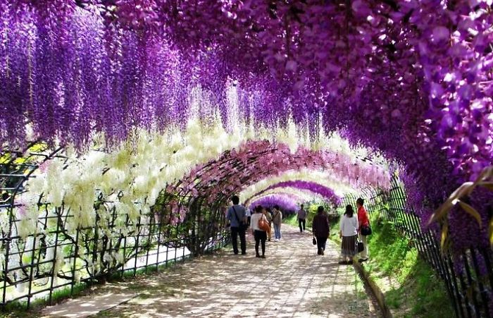 Wisteria Tunnel, Japan