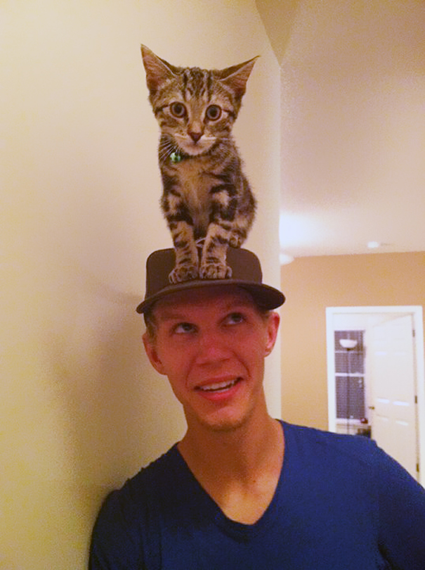Cat Hat