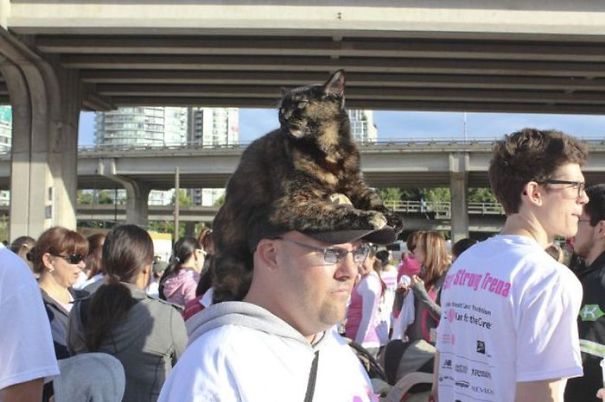 Cat Hat