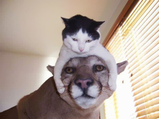 Cat Hat