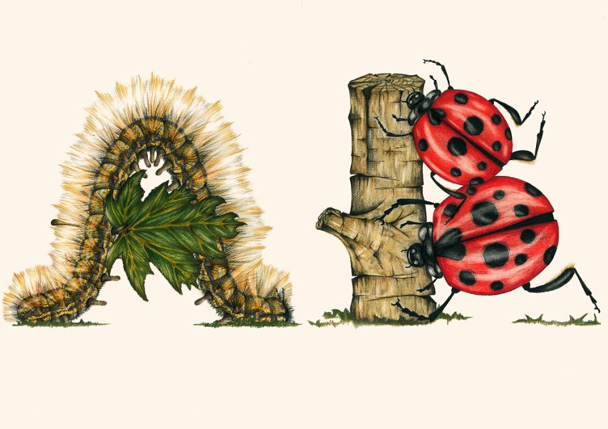 This Insect Alphabet Took Me 2 Years To Complete This Insect Alphabet Took Me 2 Years To Complete