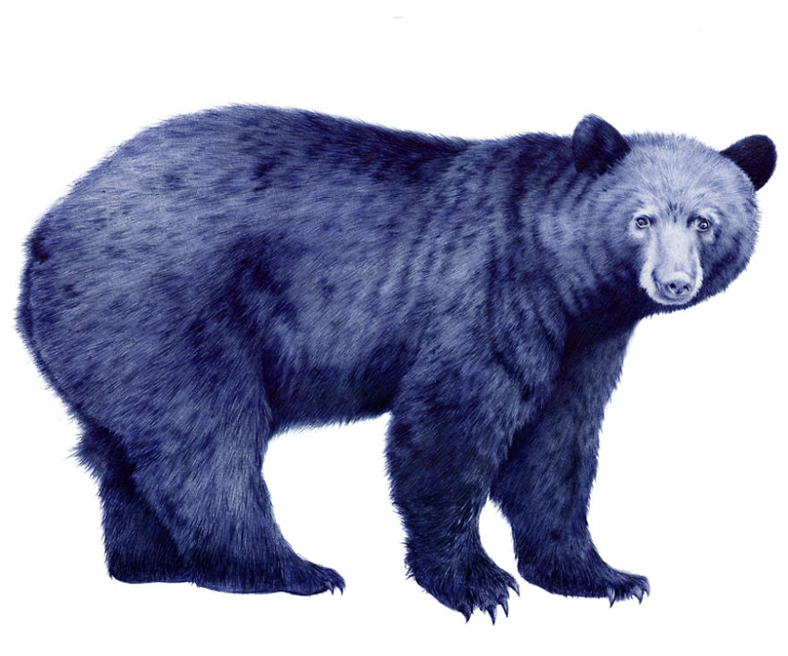 American Black Bear