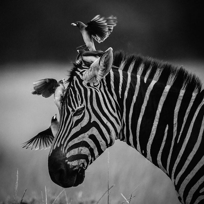 Dramatic Black And White Photos Of African Wildlife By Laurent Baheux