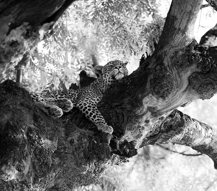 African Wildlife In Black And White
