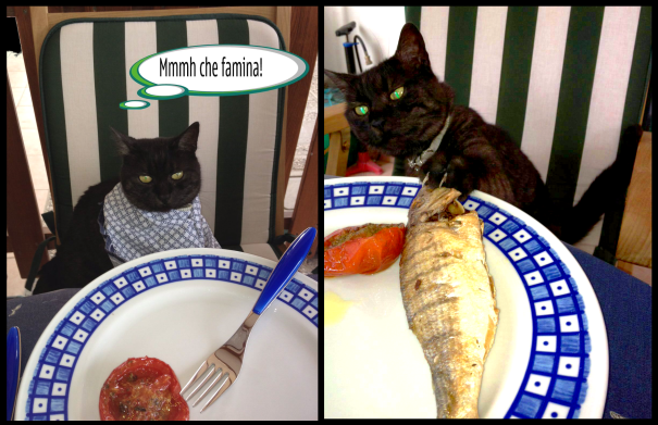 Give Me Fish Now! You Human Slave.