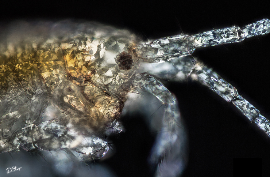 Amphipod In Polarized Light
