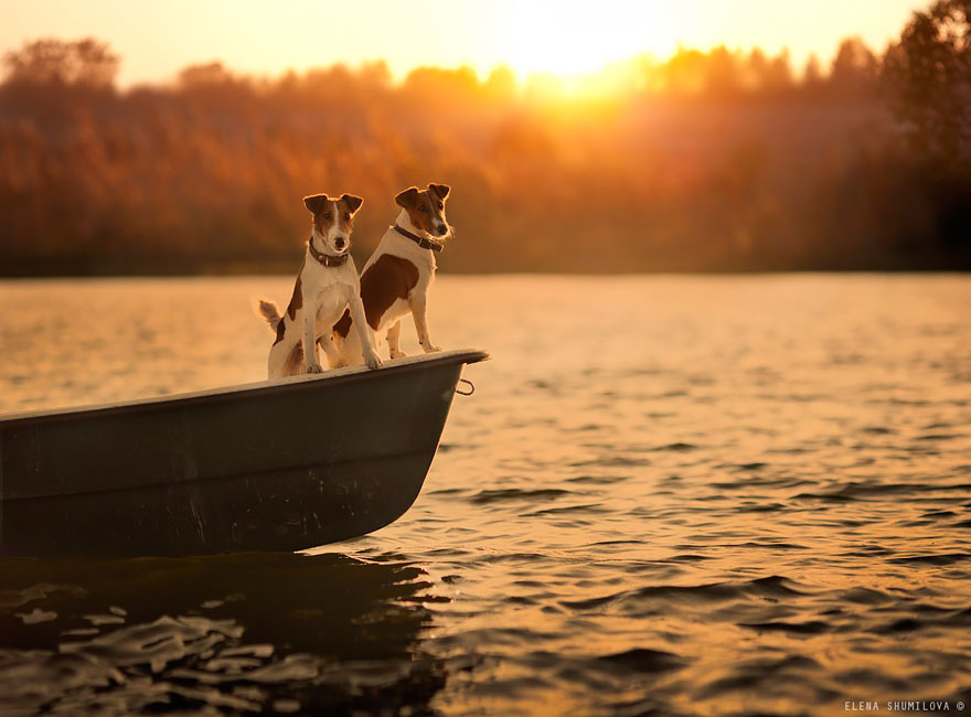 animal-children-photography-elena-shumilova-2-12 animal-children-photography-elena-shumilova-2-12