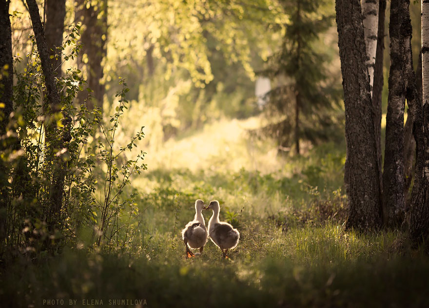 animal-children-photography-elena-shumilova-2-2