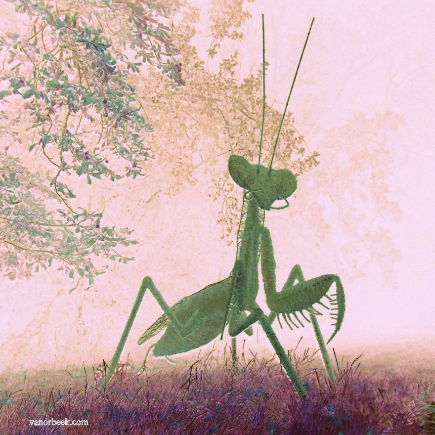 Iron Wire Praying Mantis, °2008, 250 Cm: David Vanorbeek